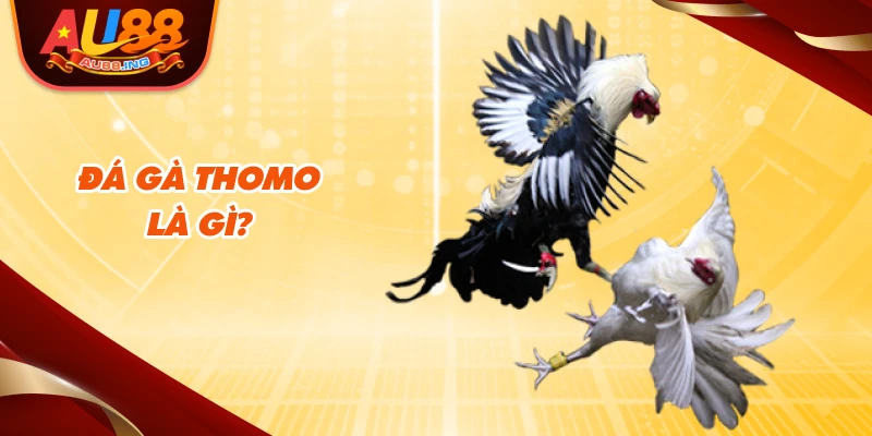 Đá gà thomo là gì?